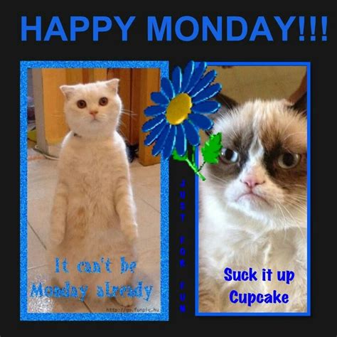 Monday | Grumpy cat meme, Cat memes, Grumpy cat