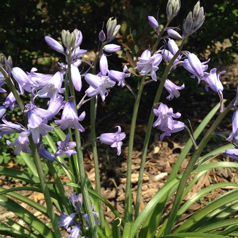 Bluebells | Bluebells, Plants, Bloom