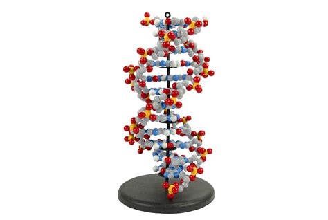 Dynamic DNA Kit© – 3D Molecular Designs