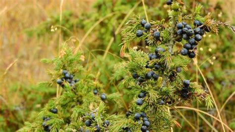 Delicious Recipes for Cooking with Juniper Berries - Lehman's Country ...