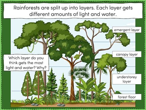 Investigating the layers of a tropical rainforest - Teach It Forward