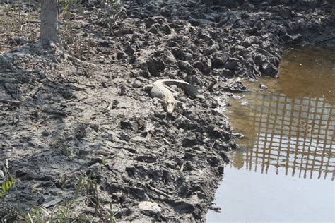 Sundarbans: Crocodiles intruding locality, raising fears