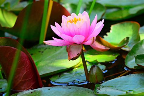 Hydrophytes: Indoor and Outdoor Water Garden Plants | Dengarden