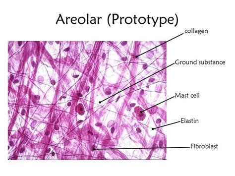 Areolar Connective Tissue