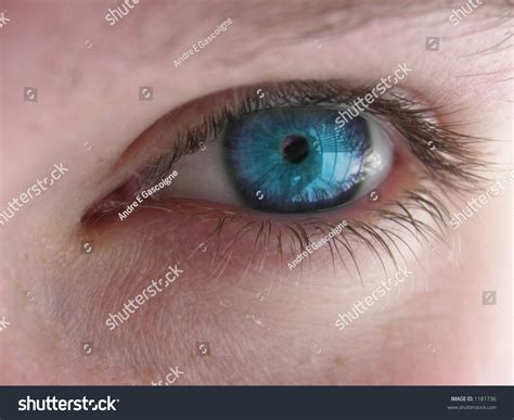 Sapphire Blue Eyes Stock Photo 1181736 : Shutterstock