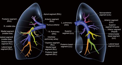 right middle lobe lung - Captions Week