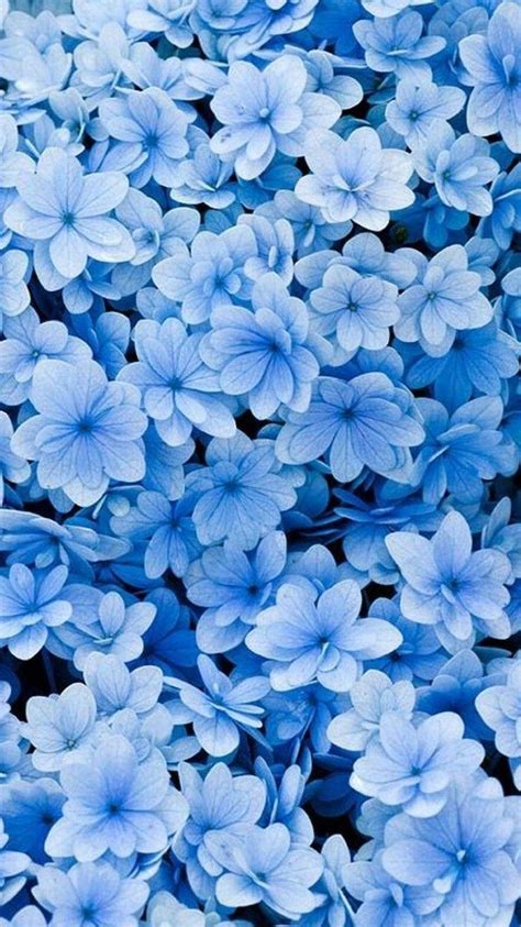 Blue Flowers Phone Wallpapers - Top Free Blue Flowers Phone Backgrounds ...