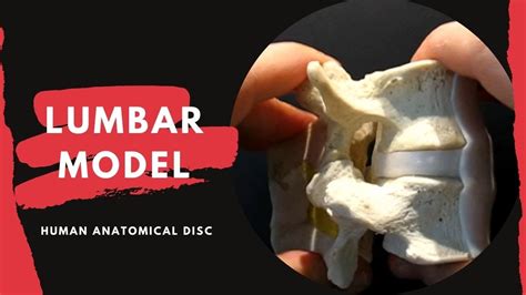 Lumbar Spine Anatomy Model - with Ligamentum Flavum and Interspinous ...