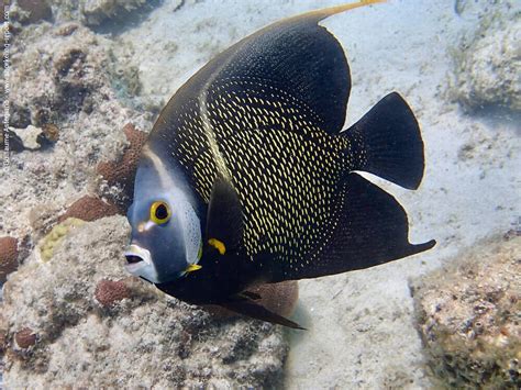 Snorkeling Aruba | A Guide to the Best Spots | Snorkeling Report