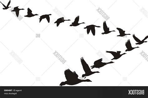 Flying Goose Vector at Vectorified.com | Collection of Flying Goose ...