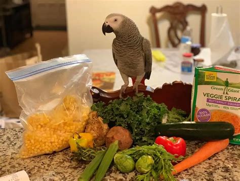 The feeding of the african Grey Parrot - African Parrot Grey health ...