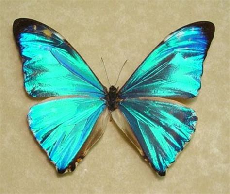 Top 10 Rare or Endangered Butterflies | hubpages