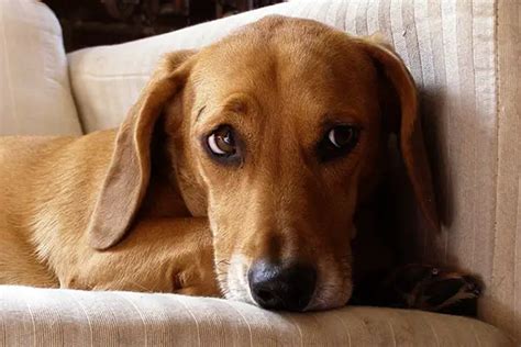 The Dachshund Beagle Mix: Understanding This Playful Hybrid