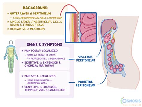 Retroperitoneal Organs