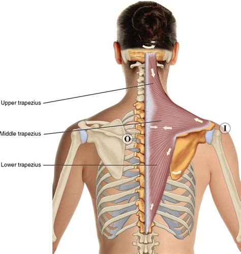 6. Muscles of the Shoulder Girdle and Arm | Musculoskeletal Key