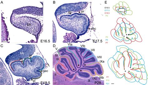 Cerebellum morphogenesis: the foliation pattern is orchestrated by ...