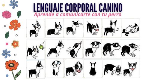 a la deriva Equivalente pistola señales corporales de los perros Torpe ...