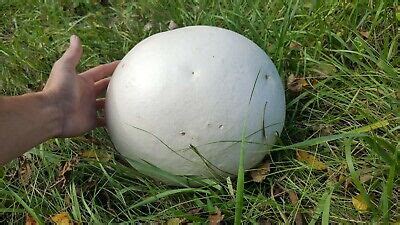 GIANT PUFFBALL MUSHROOM GROWING KIT. OVER 1 BILLION SPORES - Calvatia ...