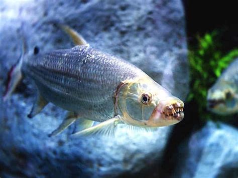 Goliath Tigerfish: Habitat, Care, Aquarium Maintenance