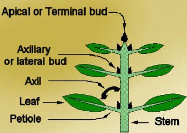 The axillary bud is a bud that develops in the axil of a leaf of a ...