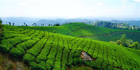 5 Most Beautiful Tea Plantations in Kerala for Hiking