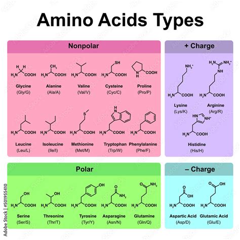 Amino Acids Types Table Showing The Chemical Structure Of Amino Acids ...