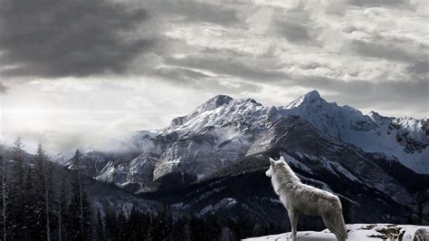 Wolf HD Desktop Wallpapers - Top Free Wolf HD Desktop Backgrounds ...