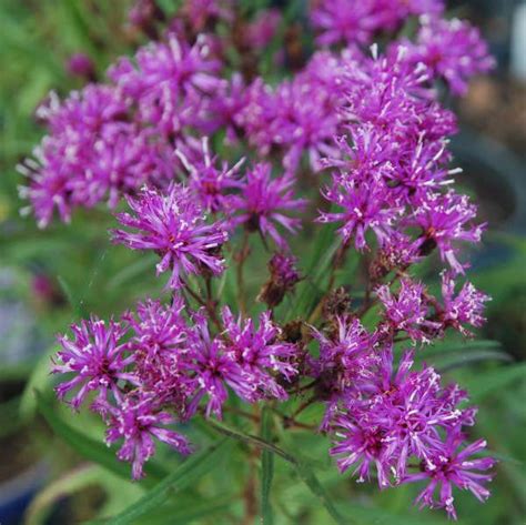 Vernonia (Ironweed) Vernonia, or Ironweed, is not commonly offered in ...