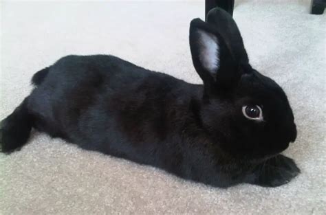 Havana Rabbit: Breed Facts, Lifespan, Colors, Care & More