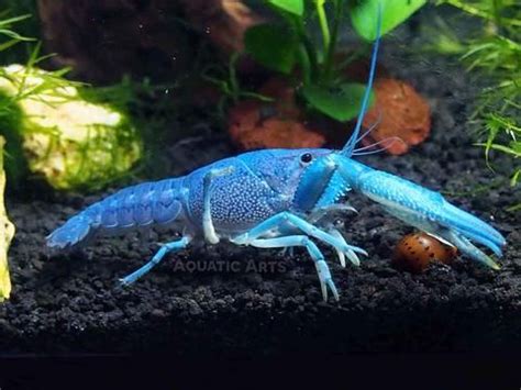 Not only is the Electric Blue Crayfish simply gorgeous, it is also very ...