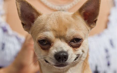 Chihuahua Wallpapers - Wallpaper Cave