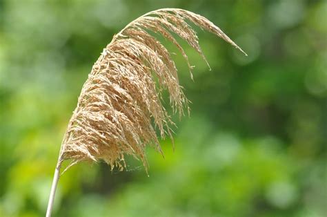 Barley Plants Field - Free photo on Pixabay