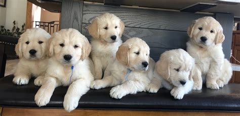 Gold Puppies - Golden Retriever Puppies in Minnesota - See our Puppies ...