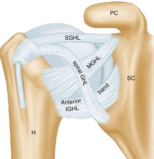 Shoulder Anatomy Ligaments