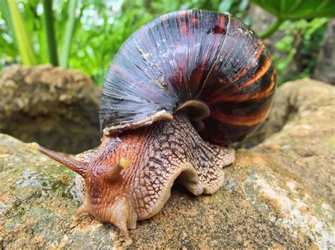 File:Giant African Land Snail.jpg - Wikimedia Commons