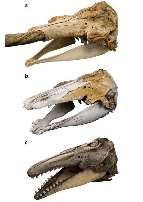 Skulls of (a) a narwhal (b) the hybrid analyzed in the study, and (c) a ...