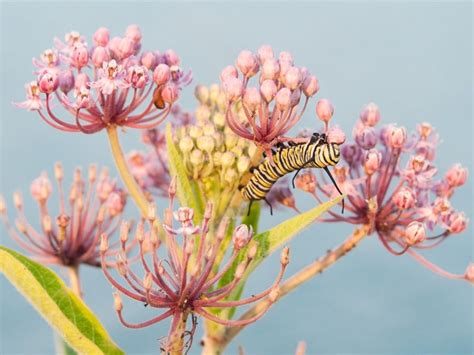 Milkweed Flower: How To Grow Milkweed Plants