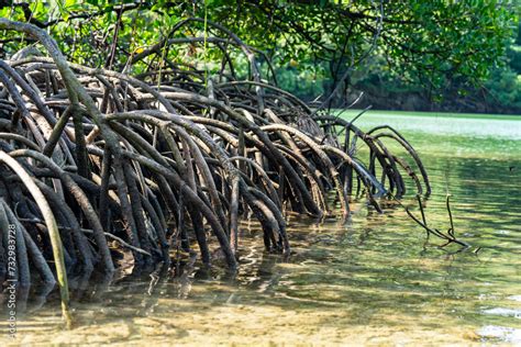 Mangrove trees, belonging to the Rhizophoraceae family, thrive in ...