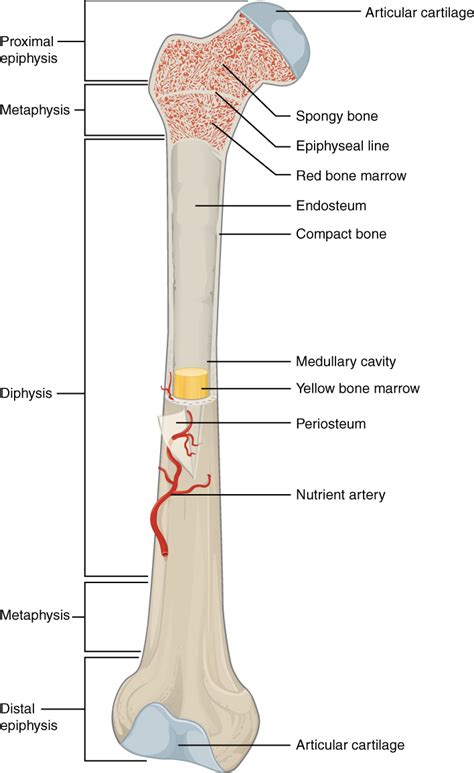 File:603 Anatomy of Long Bone.jpg - Wikimedia Commons