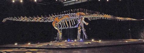 Apatosaurus Fossil