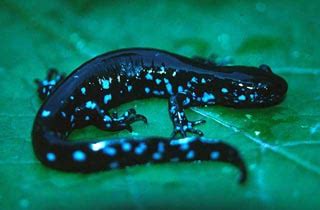 Blue Spotted Salamander