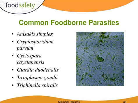 PPT - Microbial Hazards PowerPoint Presentation, free download - ID:1310577