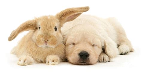 Puppy Bunny Love Photograph by Warren Photographic - Fine Art America