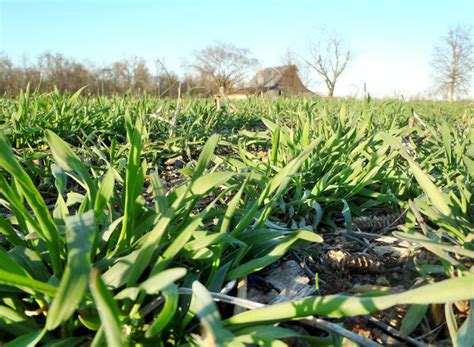 Cereal Rye - Advance Cover Crops