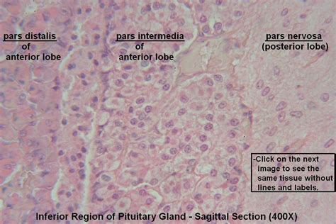 P – Pituitary Gland 400X 3