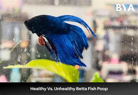 Healthy Vs. Unhealthy Betta Fish Poop