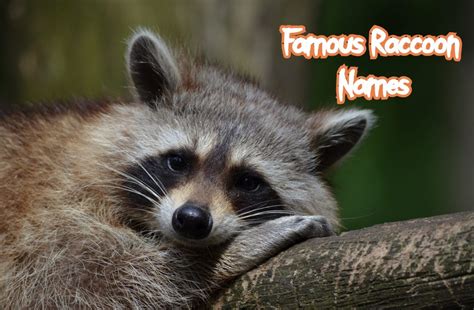 50+ Famous Raccoon Names (With Popular Cartoon Names)