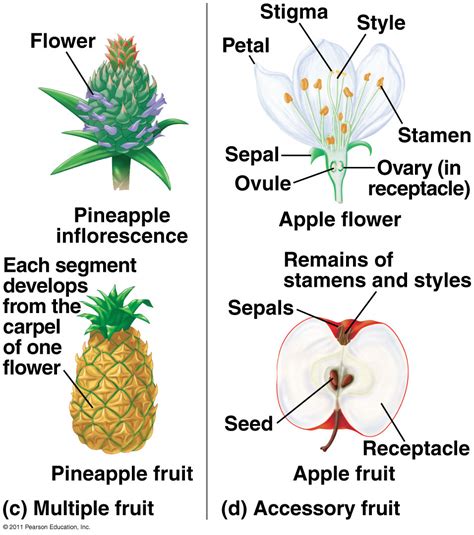 Botany Aggregate Fruit at Victor Ming blog