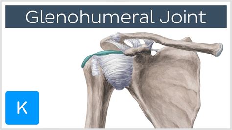 Glenohumeral (Shoulder) Joint - Definition - Human Anatomy | Kenhub ...