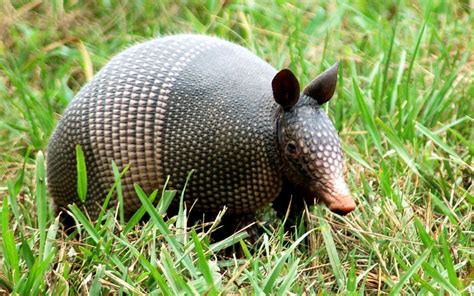 Wildlife of the World: Armadillos Animals Facts-Photos